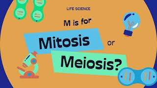 what is mitosis and meiosis complete animated explanation  what is mitosis and meiosis [upl. by Yhprum966]