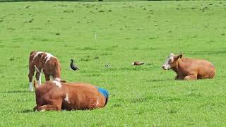 Paradise shelducks with ducklings strolling among cows  New Zealand Birds  Park stroll [upl. by Hollis775]