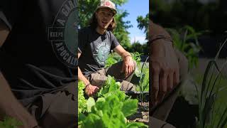 Learn About Parris Island Cos Lettuce [upl. by Atwood]