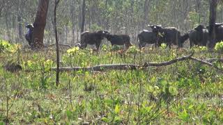 300 win mag Water Buffalo Australia [upl. by Eevets434]