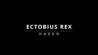 Haken  Ectobius Rex mini cover [upl. by Barbra472]