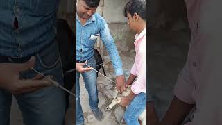 Aetificial insemination in goat🐐 बकरी में कृत्रिम गर्भाधान कैसे करें‌। villagelifechannel 🌹🍁 [upl. by Nitsugua]