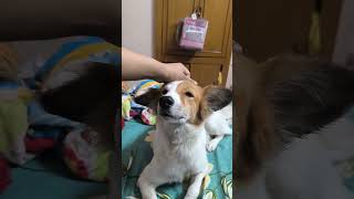 Abandoned pet left on stray street to die without foodwater gets rescued adoptedenjoy head massage [upl. by Atsev692]