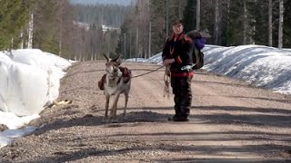 The Last Generation – Sami Reindeer Herders in Swedish Lapland Documentary [upl. by Hanae]