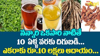 Nannari Herbs Cultivation  నన్నారి ఒకసారి నాటితే ఎకరాకు రూ10 లక్షలు ఆదాయం Tone Agri [upl. by Kreegar]