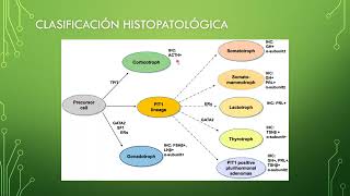 Hipófisis parte II Adenomas Hipofisarios Dr José Miguel Hinojosa [upl. by Prestige]