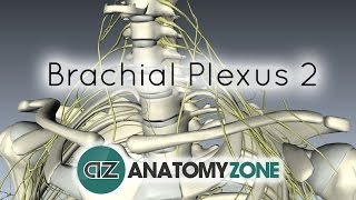 Brachial Plexus  Structure and Location  3D Anatomy Tutorial [upl. by Rimas]