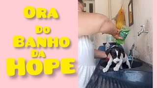 Essa è a Hoop e esse è seu 4 banho Como vc da banho nos filhotes de vira lata [upl. by Ateekan]