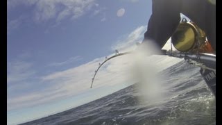 Bluefin Tuna Fishing  Maine September 2013 [upl. by Reeve]