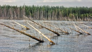 В ЗАТОПЛЕННЫЙ ЛЕС ЗА ТРОФЕЕМ ТАКОЕ ВИЖУ ВПЕРВЫЕ Рыбалка побратски ч1 [upl. by Amor]