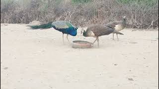 Peacock Peahens peacock birds [upl. by Imrots]