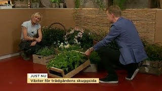 Victoria Skoglund tipsar om växter för trädgårdens skuggsida  Nyhetsmorgon TV4 [upl. by Ssegrub]