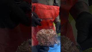 This crab turns into a rock box crab fishing crab sea ocean shorts pnw [upl. by Daniyal]