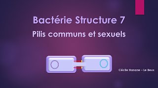 Bactérie Structure 7 PILS FIMBRIAE sans musique de fond [upl. by Eiuqram]