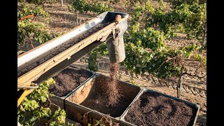 How Dried On The Vine Raisins Are Grown And Harvested in California [upl. by Jit]