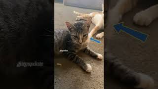 KNOCKED OUT cat cats straycat catfunny funny funnyvideo shorts shortvideo youtubeshorts [upl. by Martens]