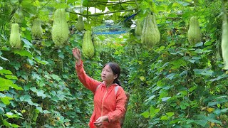 Harvest chayote fruits to sell at the market cooking daily life country life  Mùa Y Liên [upl. by Agate]