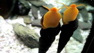 Pair of Orange Tylomelania sp Yellow snails [upl. by Ellinej]