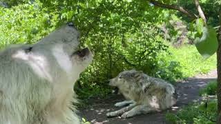 Gray Wolf Brothers Share Summer Howl [upl. by Whiffen178]