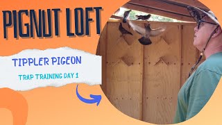 Pignut Loft  Pigeon Trap Training Day 1 [upl. by Aneloaup854]