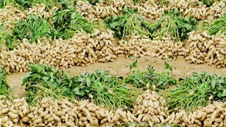 Peanut Agriculture Process Peanut Harvesting peanut cultivation processing How to farming peanut [upl. by Colvert739]