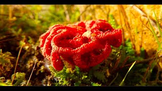 The red cage Clathrus ruber by Theo [upl. by Rogergcam]