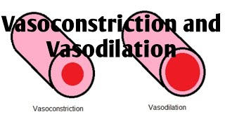 Vasoconstriction and Vasodilation Difference [upl. by Nollahp518]