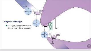 Topoisomerase  function [upl. by Iot487]