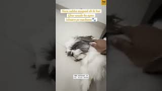 Your Doggos motto 🐾 🐶 petadda funny petbuddy pets shihtzu [upl. by Ennaihs]