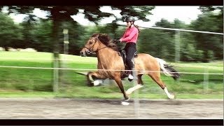 NK IJslandse paarden 2017 zaterdag [upl. by Ysiad230]