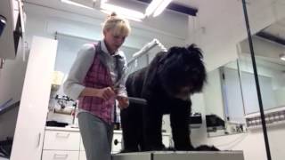 Briard im Hundesalon CF Expert [upl. by Gilda]