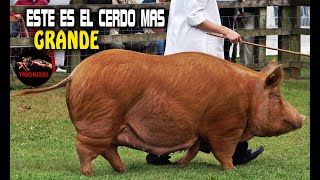 ESTE ES EL CERDO MAS GRANDE DEL MUNDO conoce a la raza de cerdo mas grande [upl. by Bianka]