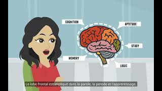 Le cerveau psychologie fondamentale  les divisions du système nerveux [upl. by Ativet366]