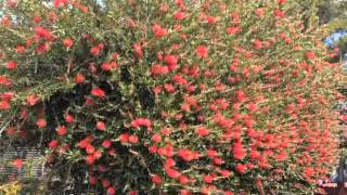 Callistemon citrinus  Lemon BottleBrush [upl. by Howlond]