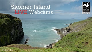 Skomer Island  Puffin Webcam [upl. by Anoblav374]