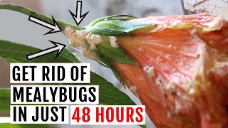 How to Get rid of Mealybugs on Plants Naturally Fast amp Organic Way [upl. by Berl]