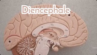 Neuro anatomie 🧠 DIENCEPHALE [upl. by Halilahk881]