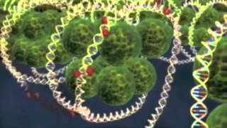 Epigenetics Epigenome parts 12 [upl. by Truscott]