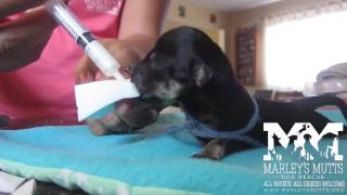 Feeding Orphaned 7 Day Old Yorkie Pups  Sponge Method [upl. by Paik]