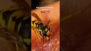 Are wasps dangerous or pets [upl. by Suoiradal469]