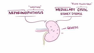 Nephronophthisis amp Medullary Cystic Kidney Animated [upl. by Ellora]