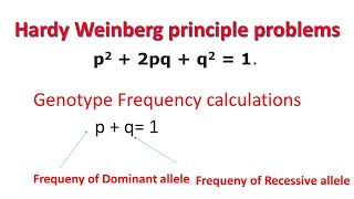 Hardy Weinberg Principle Problems  Genotype Frequency  Allele Frequency [upl. by Aisinoid]