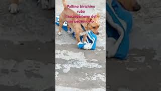 Pallino sei un birichino 🐶🐶🐶🐶🐶🐕🐕🐕 [upl. by Laurianne801]