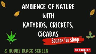 8 Hours of Calming Forest Sounds  Katydids Crickets Cicadas for Sleep  Black Screen to Relax [upl. by Ecineg]