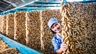 SilkWorm Farm  How Billions of SilkWorm for silk Chinese  Silk Cocoon Harvest Processing Factory [upl. by Kered]