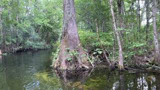 Wakulla Springs Boat Tour in Tallahassee Florida [upl. by Carney]