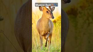 Muntjac Deer The Barking FangWielding Stealth Master 🦌🐾 Muntjac Wildlife CuriousFaunaquot [upl. by Eicyak]