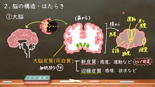 62 脳の構造とはたらき （高校生物） [upl. by Keynes]