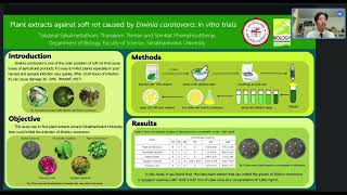 Plant extracts against soft rot caused by Erwinia carotovora In vitro trials [upl. by Mlohsihc]