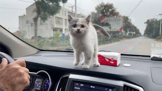 The calico kitten has gone to a new home Reluctantly saying goodbye to the owner in the car [upl. by Kandy]